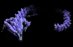 Articulated Crystal Dragon in purple and black on black background