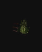 Leaf Dragon Egg